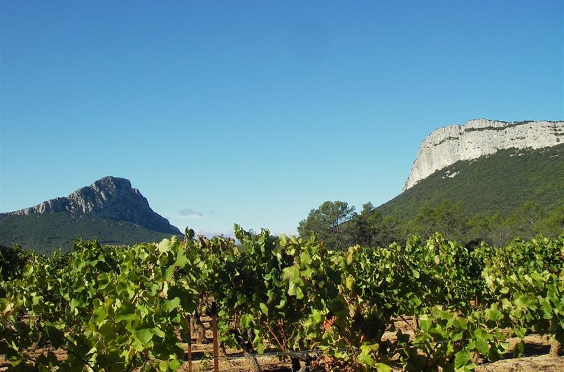 Vignoble et gastronomie de l'Hérault près du Camping Le Floréal, camping 2 étoiles, location de mobil homes, camping bord de mer à Lattes près de Montpellier et Palavas-les-Flots