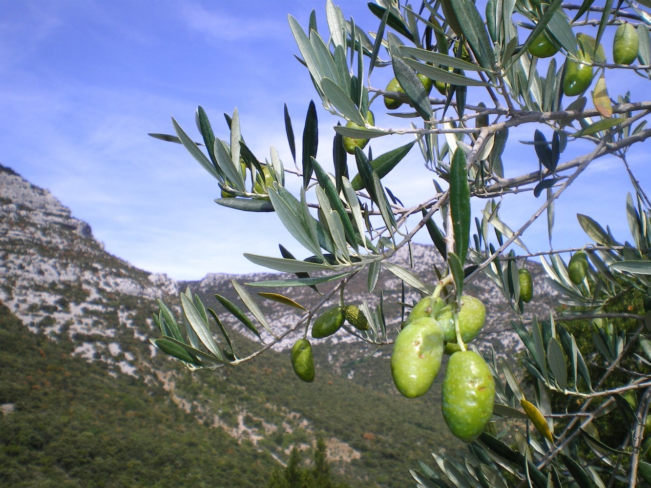Vignoble et gastronomie de l'Hérault près du Camping Le Floréal, camping 2 étoiles, location de mobil homes, camping bord de mer à Lattes près de Montpellier et Palavas-les-Flots