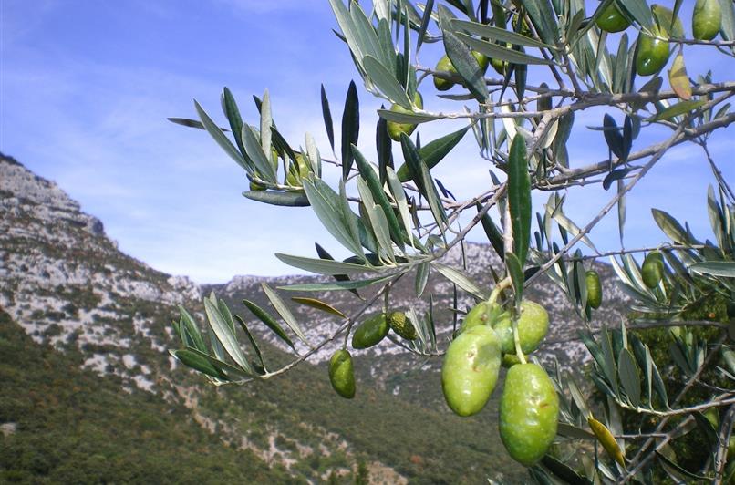 Vignoble et gastronomie de l'Hérault près du Camping Le Floréal, camping 2 étoiles, location de mobil homes, camping bord de mer à Lattes près de Montpellier et Palavas-les-Flots
