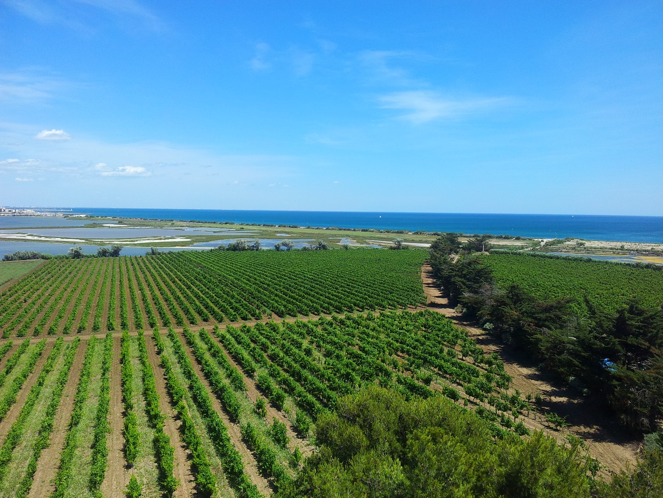 Vignoble et gastronomie de l'Hérault près du Camping Le Floréal, camping 2 étoiles, location de mobil homes, camping bord de mer à Lattes près de Montpellier et Palavas-les-Flots