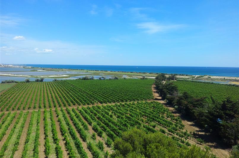 Vignoble et gastronomie de l'Hérault près du Camping Le Floréal, camping 2 étoiles, location de mobil homes, camping bord de mer à Lattes près de Montpellier et Palavas-les-Flots